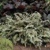 Japanese Painted Fern Live Plant - Athyrium 'Pictum' 5.25" Pot Outdoor - Image 1