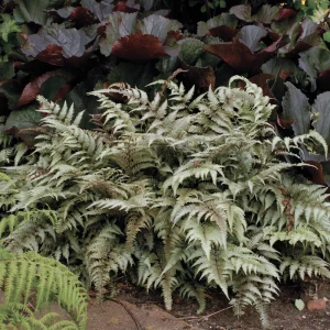 Japanese Painted Fern Live Plant - Athyrium 'Pictum' 5.25