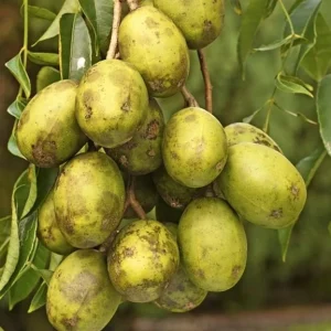 June Plum Live Plant – Tropical Fruit Tree, 18-22 inches Tall in 1 Gallon Pot - Image 2