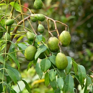 June Plum Live Plant – Tropical Fruit Tree, 18-22 inches Tall in 1 Gallon Pot - Image 3