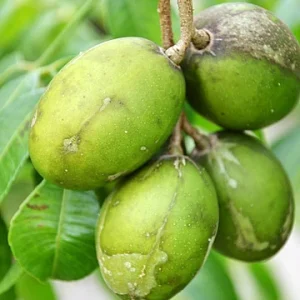 June Plum Live Plant – Tropical Fruit Tree, 18-22 inches Tall in 1 Gallon Pot - Image 1