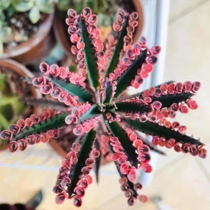 Kalanchoe Pink Butterfly Live Plant – Variegated Succulent – 2 Inch Pot – Indoor - Image 2