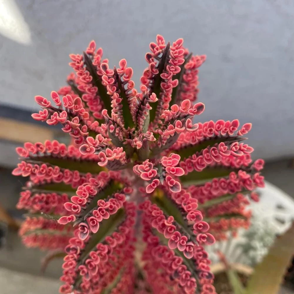 Kalanchoe Pink Butterfly Live Plant – Variegated Succulent – 2 Inch Pot – Indoor - Image 3