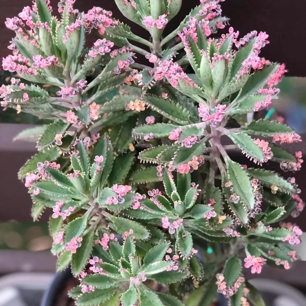 Kalanchoe Pink Butterfly Live Plant – Variegated Succulent – 2 Inch Pot – Indoor - Image 4