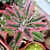Kalanchoe Pink Butterfly Live Plant – Variegated Succulent – 2 Inch Pot – Indoor - Image 1