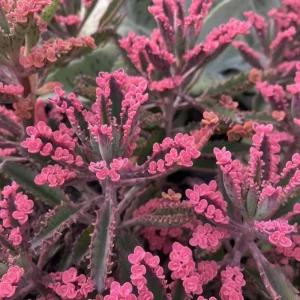 Kalanchoe Pink Butterfly Live Plant – Variegated Succulent – 2 Inch Pot – Indoor - Image 5