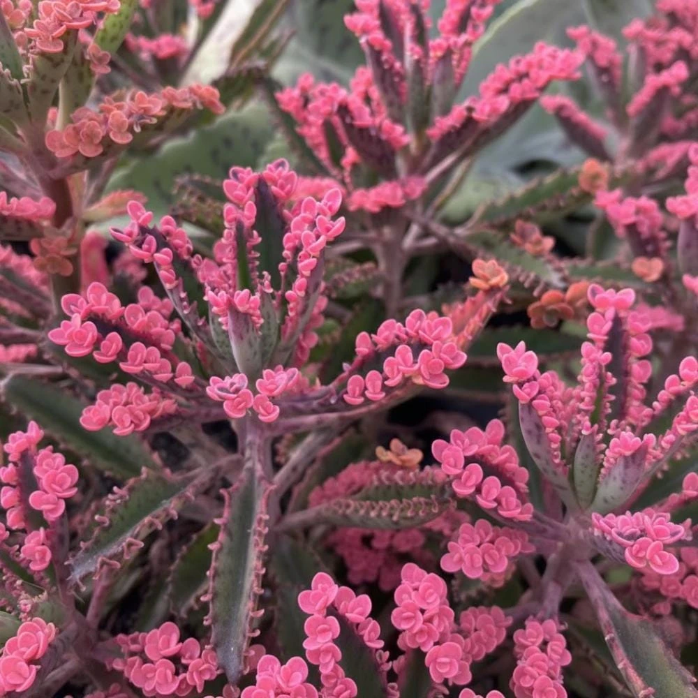 Kalanchoe Pink Butterfly Live Plant – Variegated Succulent – 2 Inch Pot – Indoor - Image 5