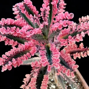 Kalanchoe Pink Butterfly Live Plant – Variegated Succulent – 2 Inch Pot – Indoor - Image 6
