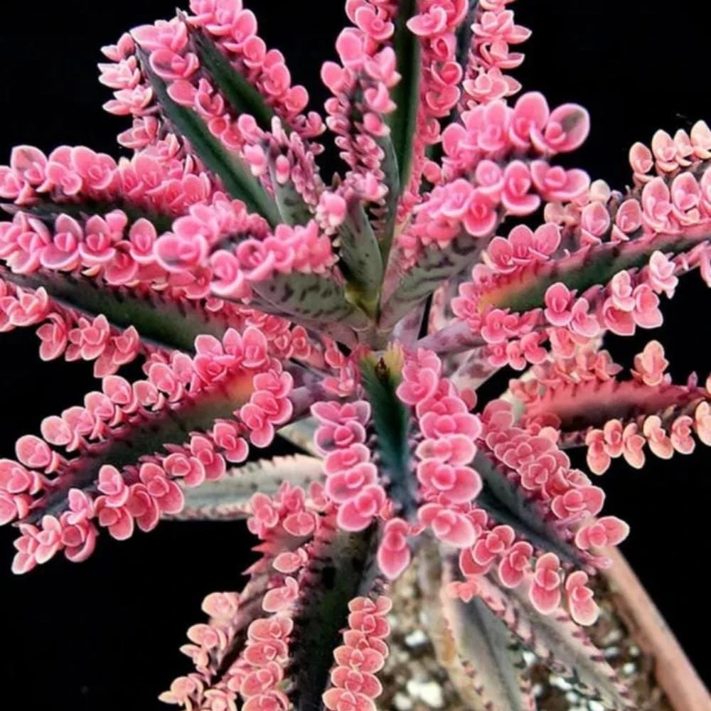 Kalanchoe Pink Butterfly Live Plant – Variegated Succulent – 2 Inch Pot – Indoor - Image 6