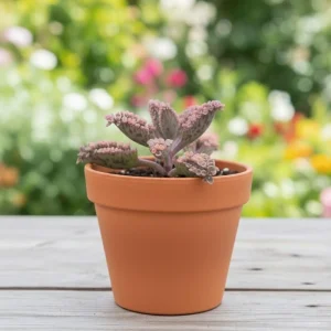 Kalanchoe Pink Butterfly Live Plant – Variegated Succulent – 2 Inch Pot – Indoor - Image 7