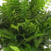 Korean Rock Fern Live Plant – Polystichum tsus-simense – 5.25" Pot – Perennial Evergreen - Image 1
