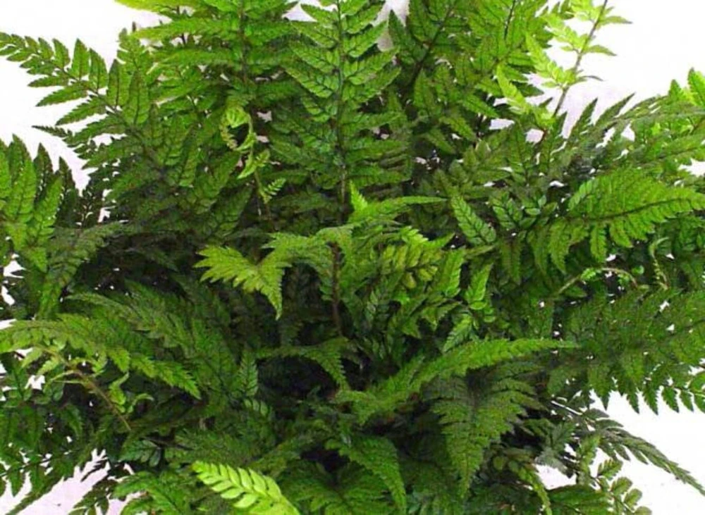 Korean Rock Fern Live Plant – Polystichum tsus-simense – 5.25" Pot – Perennial Evergreen - Image 1