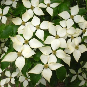 Kousa Dogwood Live Plant - 4