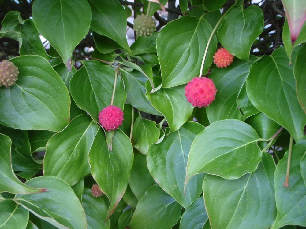Kousa Dogwood Live Plant - 4" Pot, 18-24" Tall - Outdoor Flowering Tree - Image 3