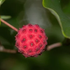 Kousa Dogwood Live Plant - 4