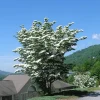 Kousa Dogwood Live Plant - 4" Pot, 18-24" Tall - Outdoor Flowering Tree - Image 1