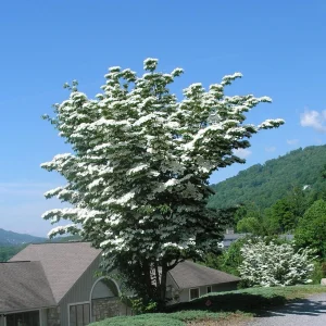 Kousa Dogwood Live Plant - 4