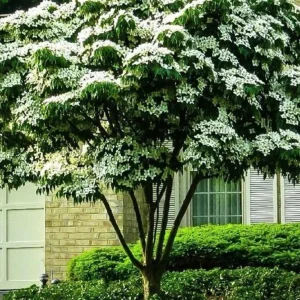 Kousa Flowering Dogwood Tree Live Plant – 2-3 ft Tall – 4-inch Pot – Outdoor - Image 2