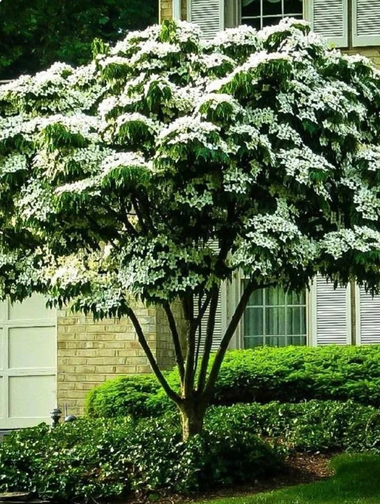 Kousa Flowering Dogwood Tree Live Plant – 2-3 ft Tall – 4-inch Pot – Outdoor - Image 2