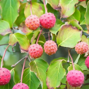 Kousa Flowering Dogwood Tree Live Plant – 2-3 ft Tall – 4-inch Pot – Outdoor - Image 3