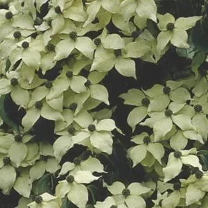 Kousa Flowering Dogwood Tree Live Plant – 2-3 ft Tall – 4-inch Pot – Outdoor - Image 4