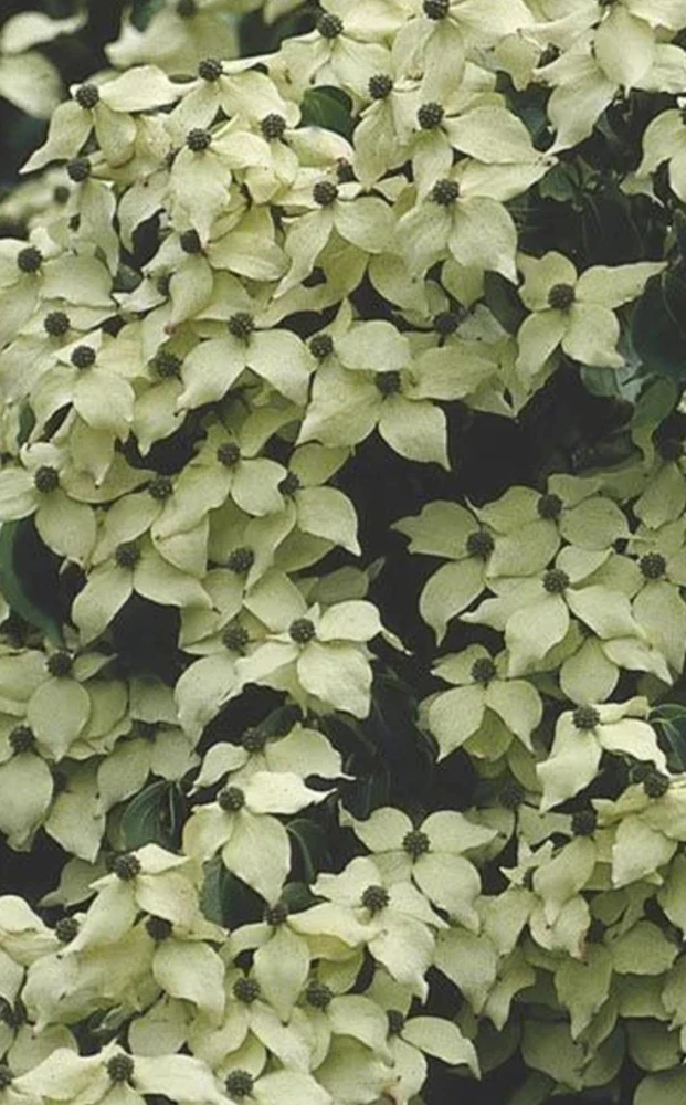 Kousa Flowering Dogwood Tree Live Plant – 2-3 ft Tall – 4-inch Pot – Outdoor - Image 4