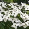 Kousa Flowering Dogwood Tree Live Plant – 2-3 ft Tall – 4-inch Pot – Outdoor - Image 1