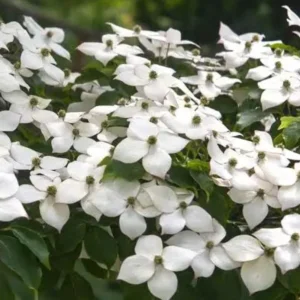 Kousa Flowering Dogwood Tree Live Plant – 2-3 ft Tall – 4-inch Pot – Outdoor - Image 1