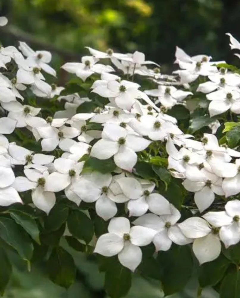 Kousa Flowering Dogwood Tree Live Plant – 2-3 ft Tall – 4-inch Pot – Outdoor - Image 1