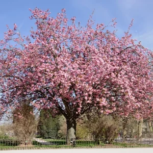 Kwanzan Cherry - (1) Double Pink Flowering Tree - 2.5" Pot - 6 - 10" Tall - Image 2