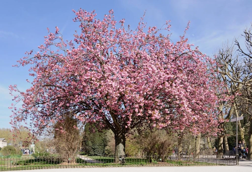 Kwanzan Cherry - (1) Double Pink Flowering Tree - 2.5" Pot - 6 - 10" Tall - Image 2