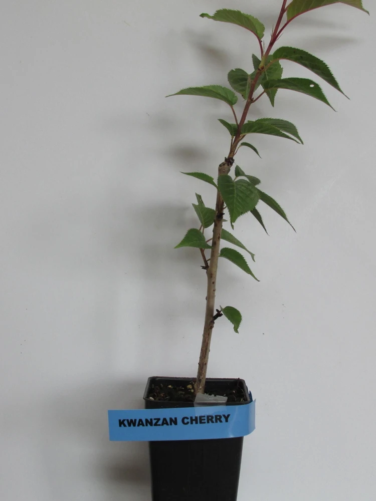Kwanzan Cherry - (1) Double Pink Flowering Tree - 2.5" Pot - 6 - 10" Tall - Image 3