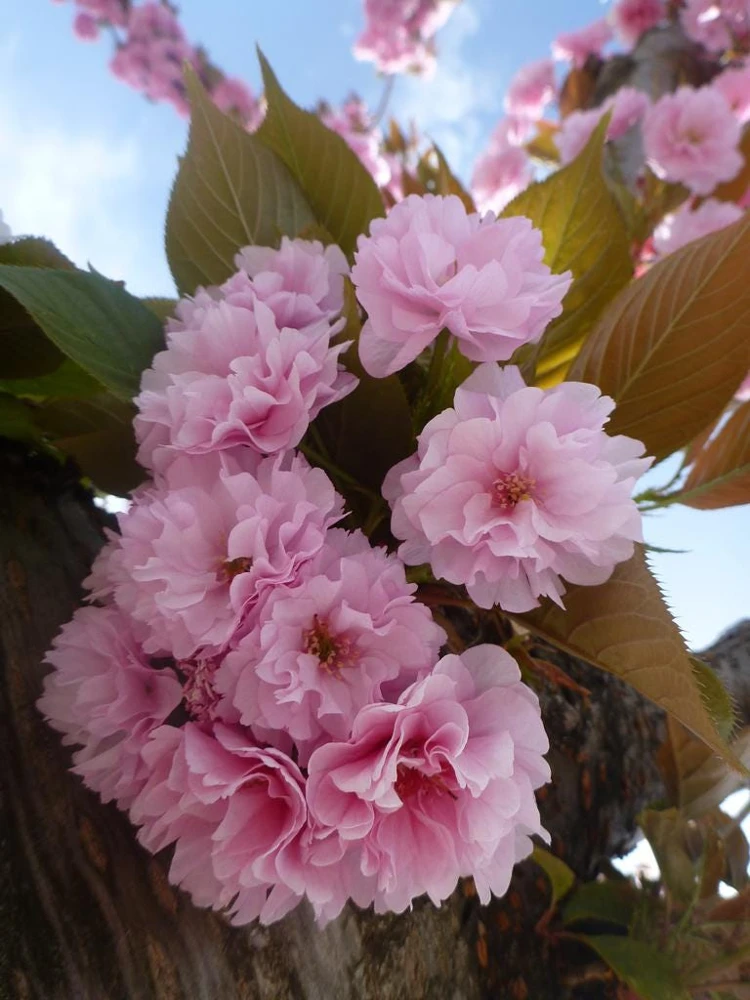 Kwanzan Cherry - (1) Double Pink Flowering Tree - 2.5" Pot - 6 - 10" Tall - Image 1
