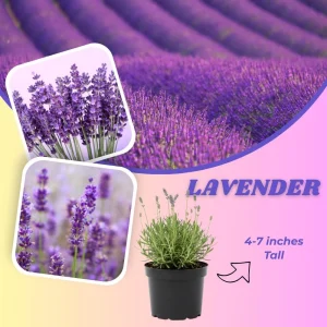 Lavender Live Plant, Fragrant Purple Blooms, 4-7 inches Tall in 4 inch Pot - Image 2
