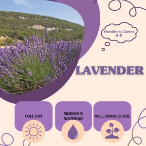 Lavender Live Plant, Fragrant Purple Blooms, 4-7 inches Tall in 4 inch Pot - Image 3