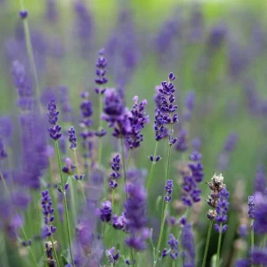Lavender Live Plant, Fragrant Purple Blooms, 4-7 inches Tall in 4 inch Pot - Image 4