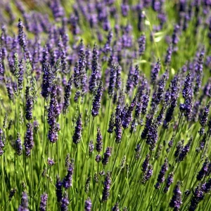 Lavender Live Plant, Fragrant Purple Blooms, 4-7 inches Tall in 4 inch Pot - Image 5