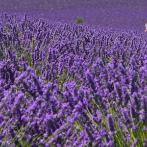 Lavender Live Plant, Fragrant Purple Blooms, 4-7 inches Tall in 4 inch Pot - Image 6
