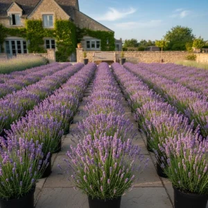 Lavender Live Plant, Fragrant Purple Blooms, 4-7 inches Tall in 4 inch Pot - Image 7