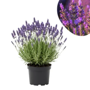 Lavender Live Plant, Fragrant Purple Blooms, 4-7 inches Tall in 4 inch Pot - Image 1