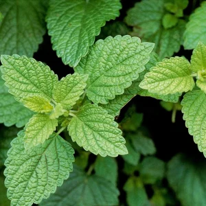 Lemon Balm Live Plant - Fragrant Herb, Well-Rooted, 5-7 Inches Tall, Indoor/Outdoor - Image 2
