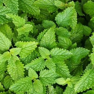 Lemon Balm Live Plant - Fragrant Herb, Well-Rooted, 5-7 Inches Tall, Indoor/Outdoor - Image 3