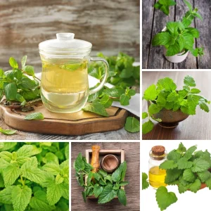 Lemon Balm Live Plant - Fragrant Herb, Well-Rooted, 5-7 Inches Tall, Indoor/Outdoor - Image 4