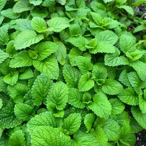 Lemon Balm Live Plant - Fragrant Herb, Well-Rooted, 5-7 Inches Tall, Indoor/Outdoor - Image 6