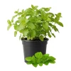 Lemon Balm Live Plant - Fragrant Herb, Well-Rooted, 5-7 Inches Tall, Indoor/Outdoor - Image 1