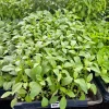 Lemon Basil Live Plant - 4 Seedlings/Starter Plants for Herb Garden - Image 1
