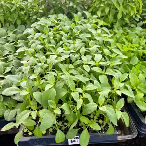 Lemon Basil Live Plant - 4 Seedlings/Starter Plants for Herb Garden - Image 1