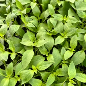 Lemon Basil Live Plant - 4 Seedlings/Starter Plants for Herb Garden - Image 3
