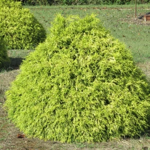 Lemon Thread Cypress Live Plant – Chamaecyparis pisifera 'Lemon Thread' – 2.5" Pot – Outdoor Evergreen - Image 2