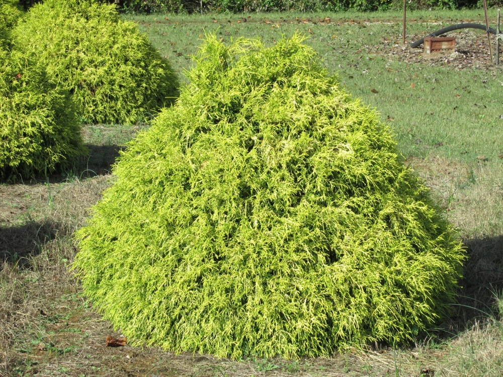 Lemon Thread Cypress Live Plant – Chamaecyparis pisifera 'Lemon Thread' – 2.5" Pot – Outdoor Evergreen - Image 2